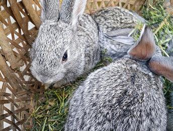 3DM速报：《暗黑2重制版》依然问题多 《怪猎崛起》不支持跨平台